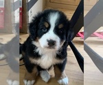 Small Photo #10 Bernese Mountain Dog Puppy For Sale in RICHFIELD SPRINGS, NY, USA
