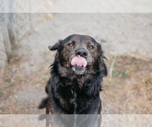 Australian Shepherd Dogs for adoption in Longview, WA, USA