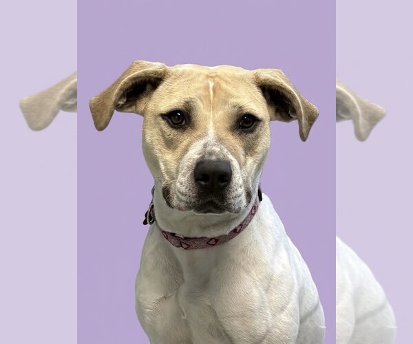 Medium Photo #9 Mutt Puppy For Sale in Spring Lake, NJ, USA