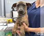 Small #5 Boxer Mix