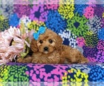 Small #4 Cavapoo