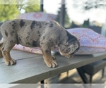 Small Photo #13 Bulldog Puppy For Sale in WATERVILLE, OH, USA
