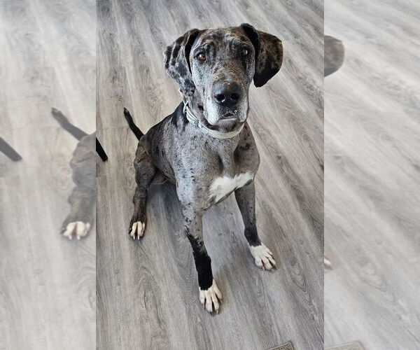 Medium Photo #1  Puppy For Sale in , 