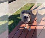 Small #9 American Pit Bull Terrier Mix