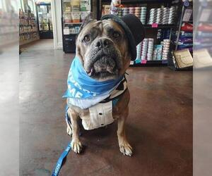 Mastiff Dogs for adoption in McKinleyville, CA, USA