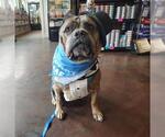 Small Mastiff