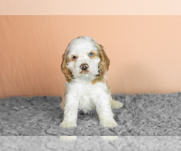 Medium Photo #15 Cocker Spaniel Puppy For Sale in NAPPANEE, IN, USA