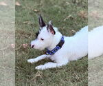 Small #3 Mutt