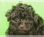 Small Photo #8 Poodle (Toy) Puppy For Sale in SHAWNEE, OK, USA