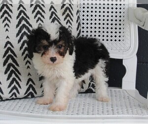 Aussiedoodle Miniature  Puppy for sale in FREDERICKSBURG, OH, USA