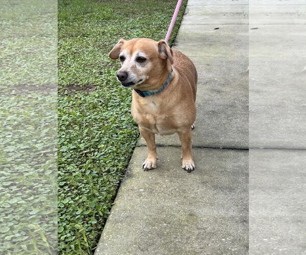 Medium Photo #2 Chiweenie Puppy For Sale in Sanford, FL, USA