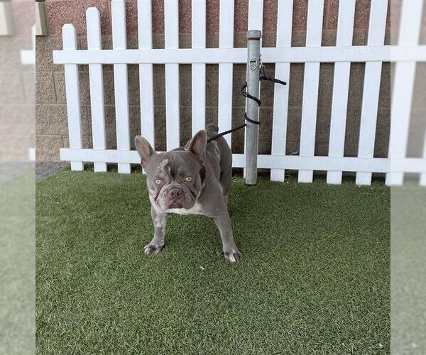Medium Photo #1 French Bulldog Puppy For Sale in Modesto, CA, USA