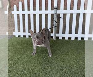French Bulldog Dogs for adoption in Modesto, CA, USA