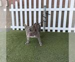 Small French Bulldog