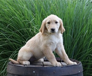 Golden Retriever Puppy for sale in FREDERICKSBG, OH, USA