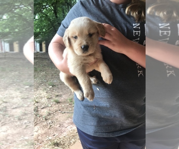Medium Photo #5 Golden Retriever Puppy For Sale in WESTMINSTER, SC, USA