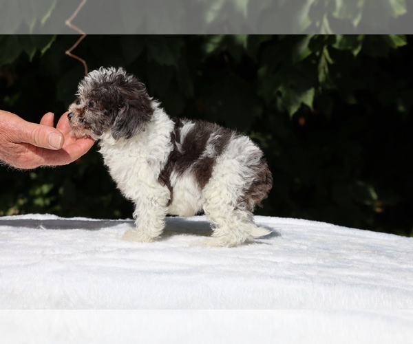 Medium Photo #17 Goldendoodle (Miniature) Puppy For Sale in DYERSBURG, TN, USA