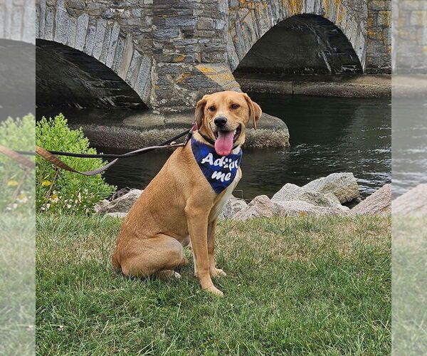 Medium Photo #17 Mutt Puppy For Sale in Boston, MA, USA