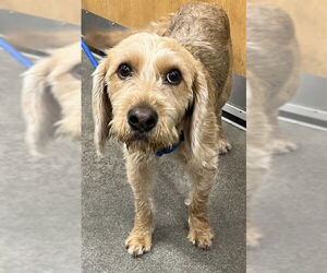Cardigan Welsh Corgi-Dachshund Mix Dogs for adoption in Forestville, MD, USA