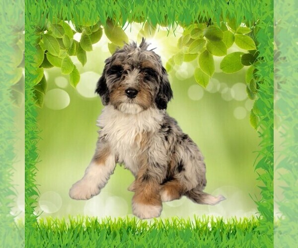 Medium Photo #16 Bernedoodle (Miniature) Puppy For Sale in BLACK FOREST, CO, USA