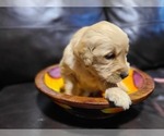 Small Photo #17 Golden Retriever Puppy For Sale in CHIMACUM, WA, USA