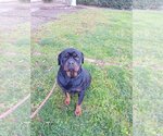 Small Photo #3 Rottweiler Puppy For Sale in Tustin, CA, USA