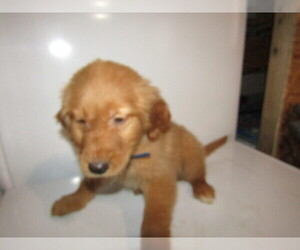 Golden Retriever Puppy for sale in THREE RIVERS, MI, USA