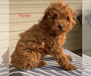 Cavapoo Puppy for sale in SHILOH, OH, USA