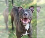 Small #1 American Pit Bull Terrier-American Staffordshire Terrier Mix
