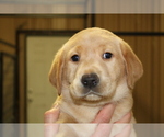 Small Photo #2 Labrador Retriever Puppy For Sale in LOVELADY, TX, USA