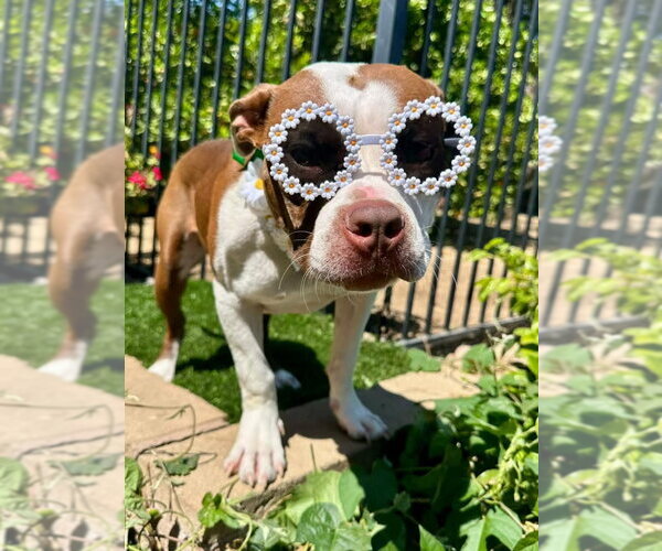 Medium Photo #2 American Boston Bull Terrier Puppy For Sale in Redlands, CA, USA