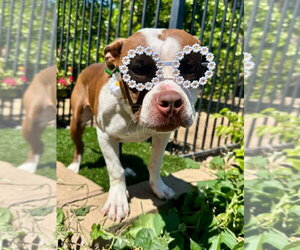 Daisy - Male American Boston Bull Terrier Dog for Adoption - Photo #2