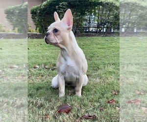 French Bulldog Puppy for sale in ATLANTA, GA, USA