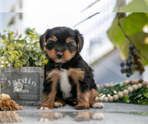 Medium Shorkie Tzu
