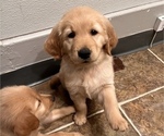 Small Photo #3 Golden Retriever Puppy For Sale in SAN JOSE, CA, USA