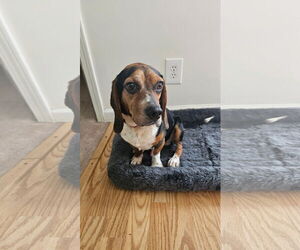 Beagle Dogs for adoption in Greenville, SC, USA