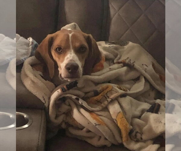 Medium Photo #2 Beagle Puppy For Sale in Brookville, OH, USA
