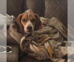 Small #1 Beagle