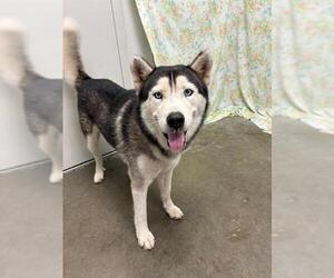 Siberian Husky Dogs for adoption in Rosenberg, TX, USA