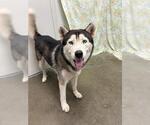 FINNY - Male Siberian Husky Dog for Adoption - Small photo