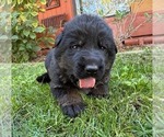 Small Photo #36 German Shepherd Dog Puppy For Sale in MARIPOSA, CA, USA