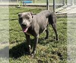 Small #1 American Pit Bull Terrier Mix
