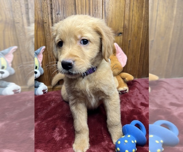 Medium Photo #6 Golden Retriever Puppy For Sale in NEOLA, WV, USA
