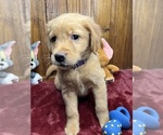 Small #5 Golden Retriever