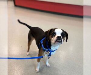 Puggle Dogs for adoption in Boston, MA, USA