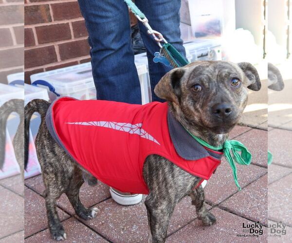 Medium Photo #2 Mutt Puppy For Sale in Washington, DC, USA