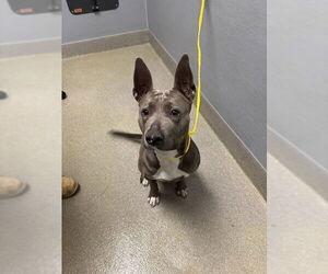 Mutt Dogs for adoption in Las Vegas, NV, USA