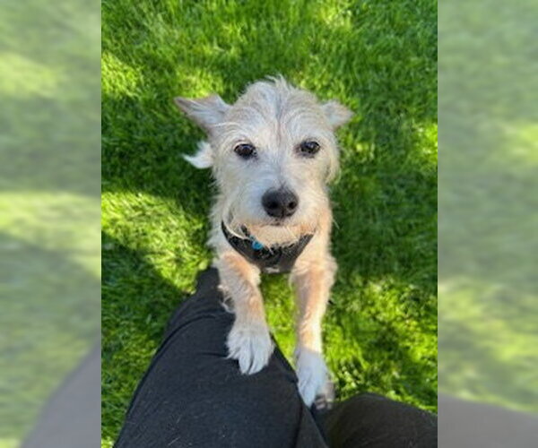 Medium Photo #4 Mutt Puppy For Sale in Plainfield, IL, USA