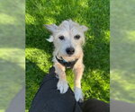 Small #3 Mutt