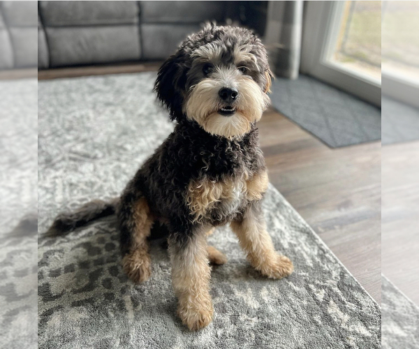 Medium Photo #1 Goldendoodle-Miniature Bernedoodle Mix Puppy For Sale in MIDDLETOWN, OH, USA